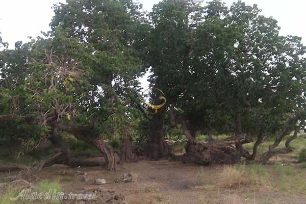 دهستان خبر در شهر بابک