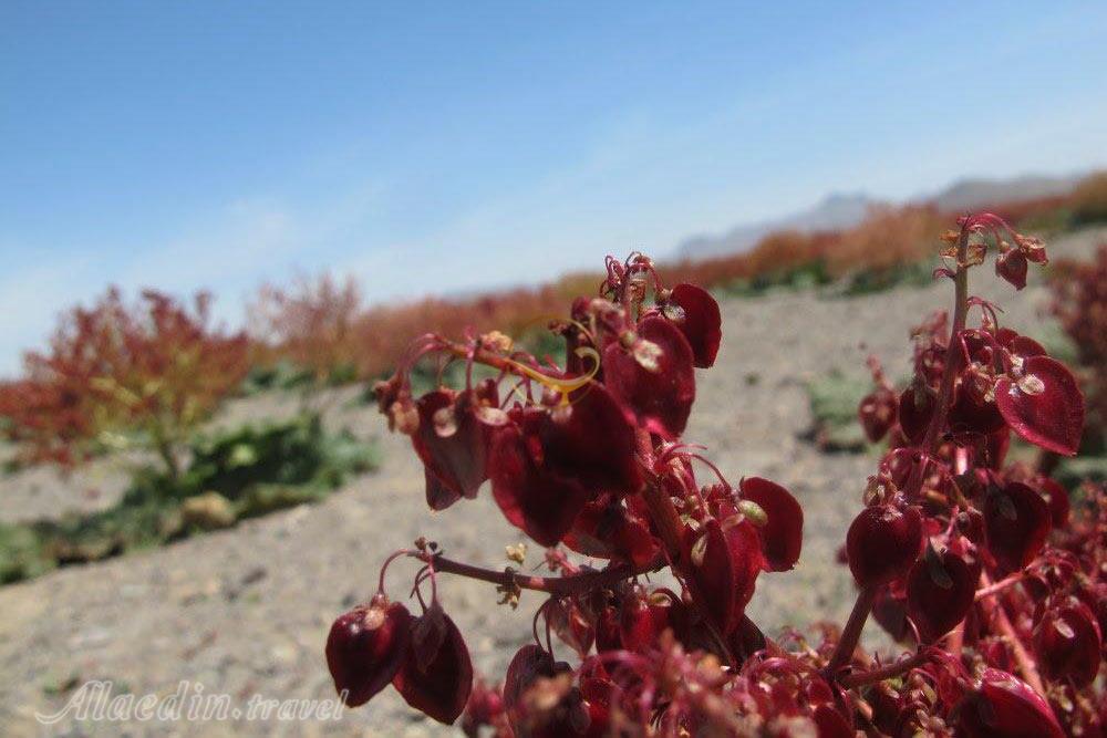 دشت ریواس در شهر بابک | علاءالدین تراول