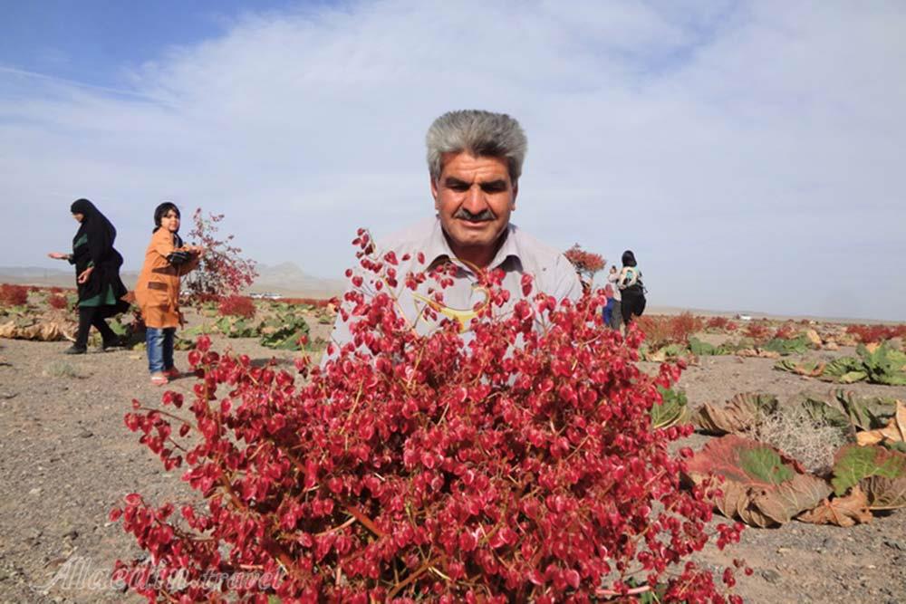 دشت ریواس در شهر بابک | علاءالدین تراول