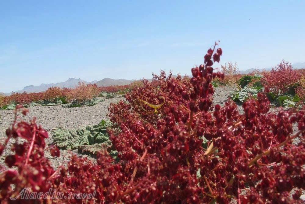 دشت ریواس در شهر بابک | علاءالدین تراول