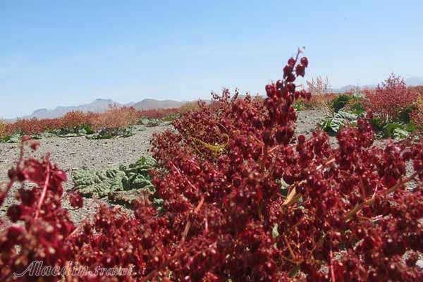 دشت ریواس در شهر بابک