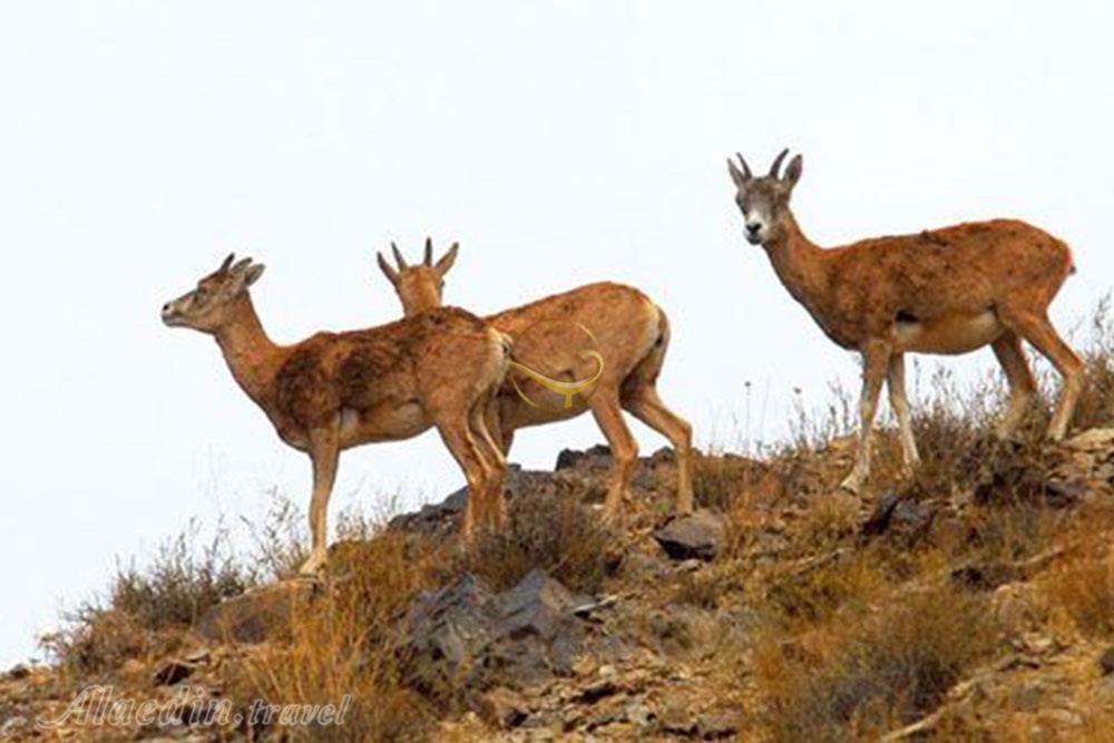 پارک ملی تنگ صیاد در شهرکرد | علاءالدین تراول