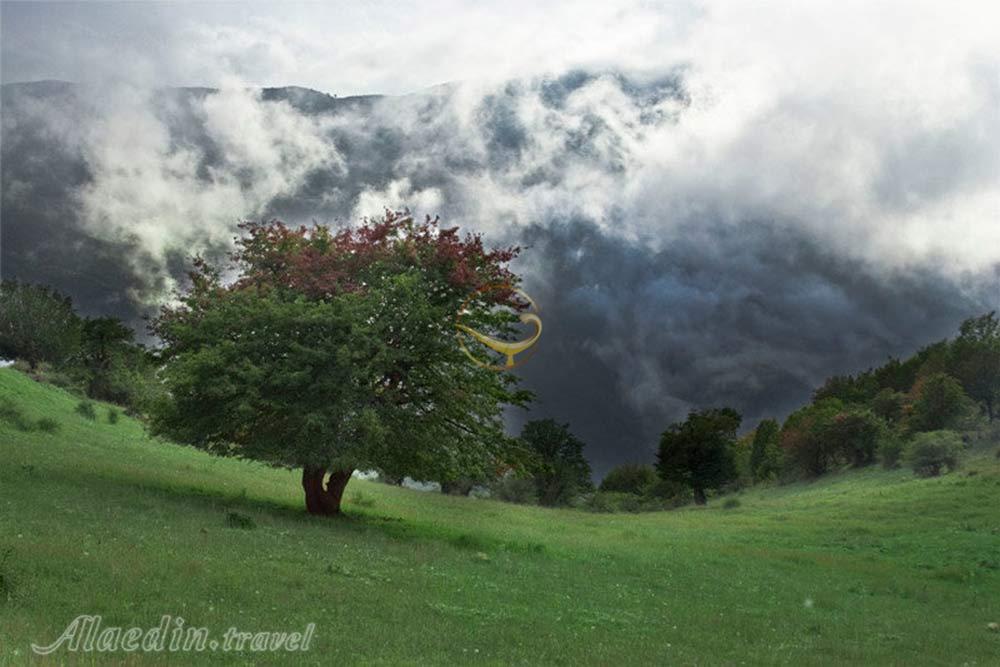 جنگل ابر شاهرود | علاءالدین تراول