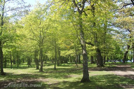 جنگل دشت شاد شاهرود