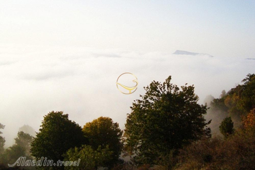 جنگل قطری شاهرود | علاءالدین تراول