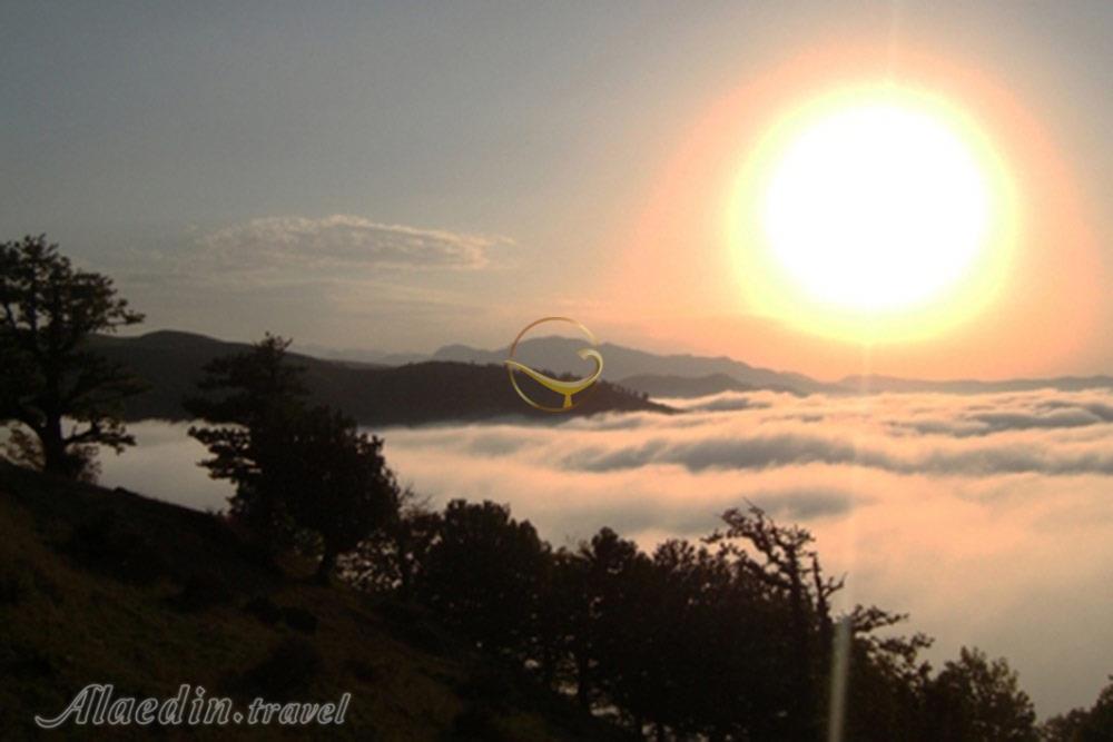 جنگل قطری شاهرود | علاءالدین تراول