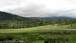 جنگل اولنگ شاهرود