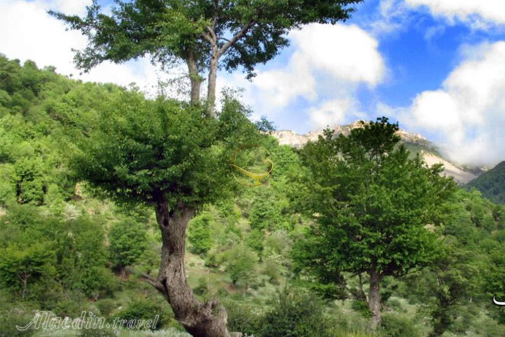 جنگل اولنگ شاهرود | علاءالدین تراول