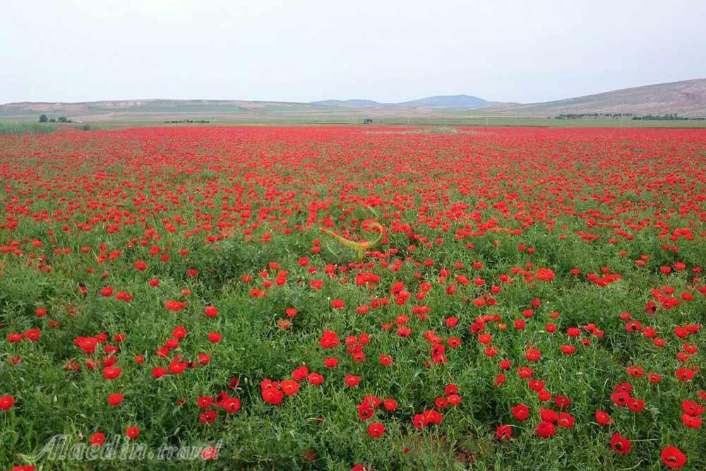 دشت شقایق های کالپوش شاهرود | علاءالدین تراول