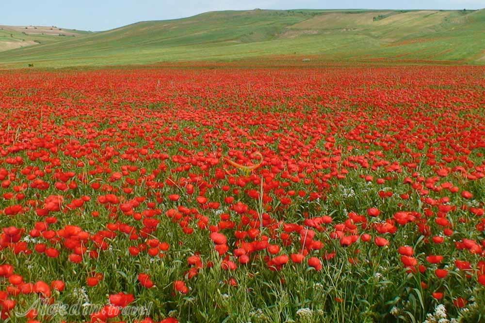 دشت شقایق های کالپوش شاهرود | علاءالدین تراول