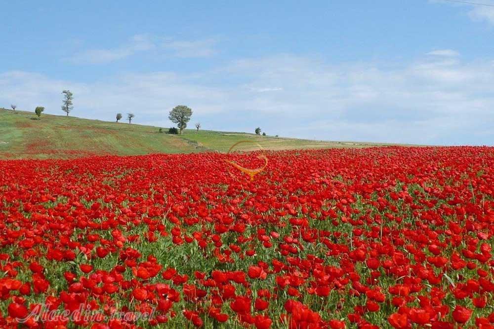 دشت شقایق های کالپوش شاهرود | علاءالدین تراول