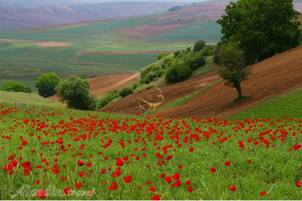 دشت شقایق های کالپوش شاهرود | علاءالدین تراول