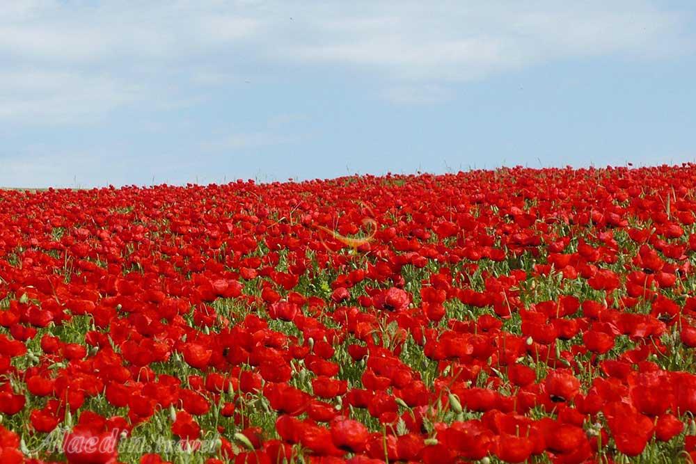 دشت شقایق های کالپوش شاهرود | علاءالدین تراول