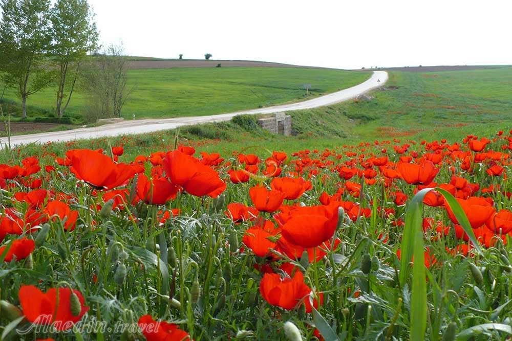 دشت شقایق های کالپوش شاهرود | علاءالدین تراول