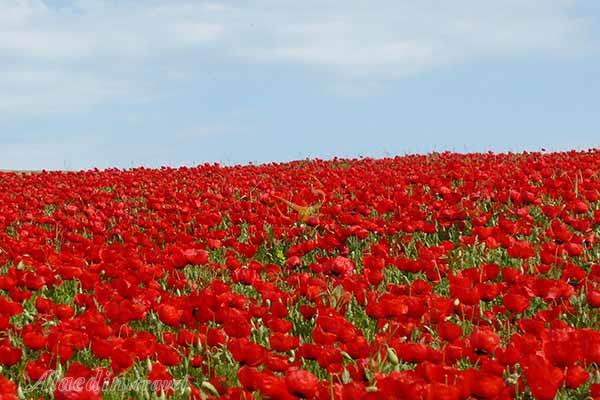 دشت شقایق های کالپوش در شاهرود