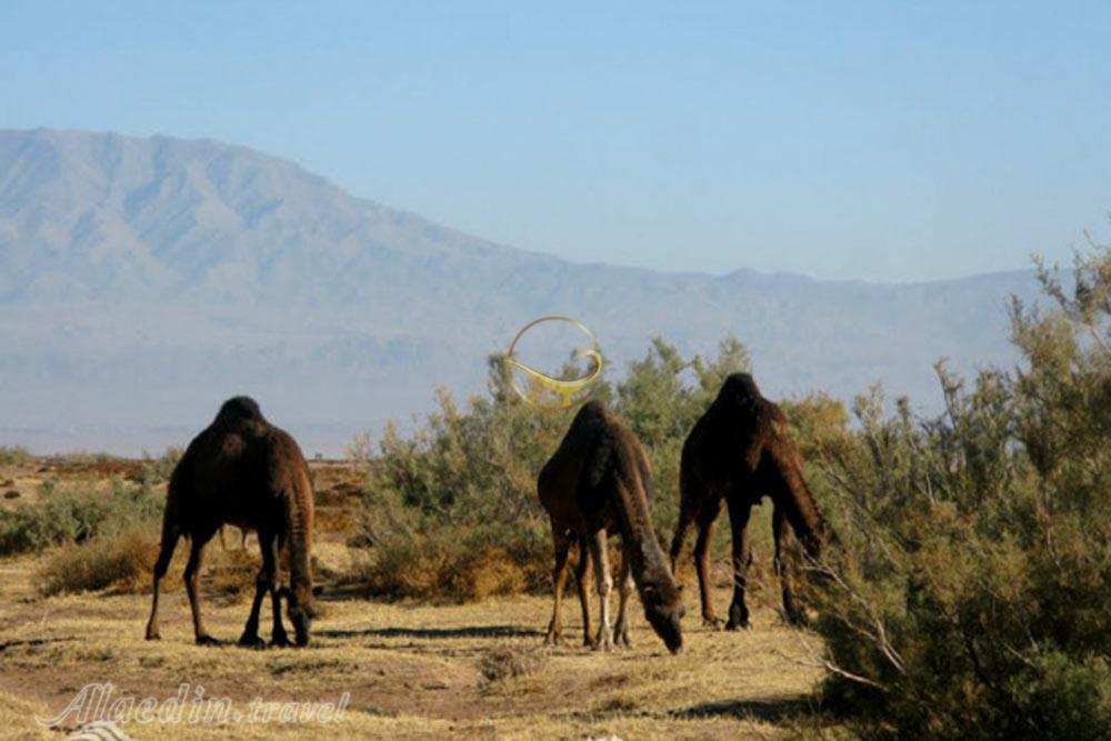 روستای رضا آباد خوارتوران در شاهرود | علاءالدین تراول