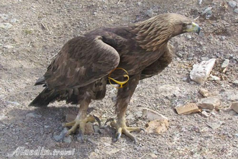 پناهگاه حیات وحش توران در شاهرود | علاءالدین تراول