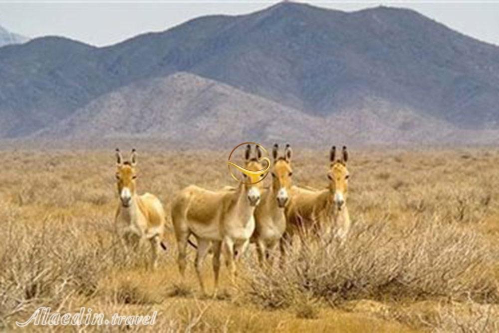 پناهگاه حیات وحش توران در شاهرود | علاءالدین تراول