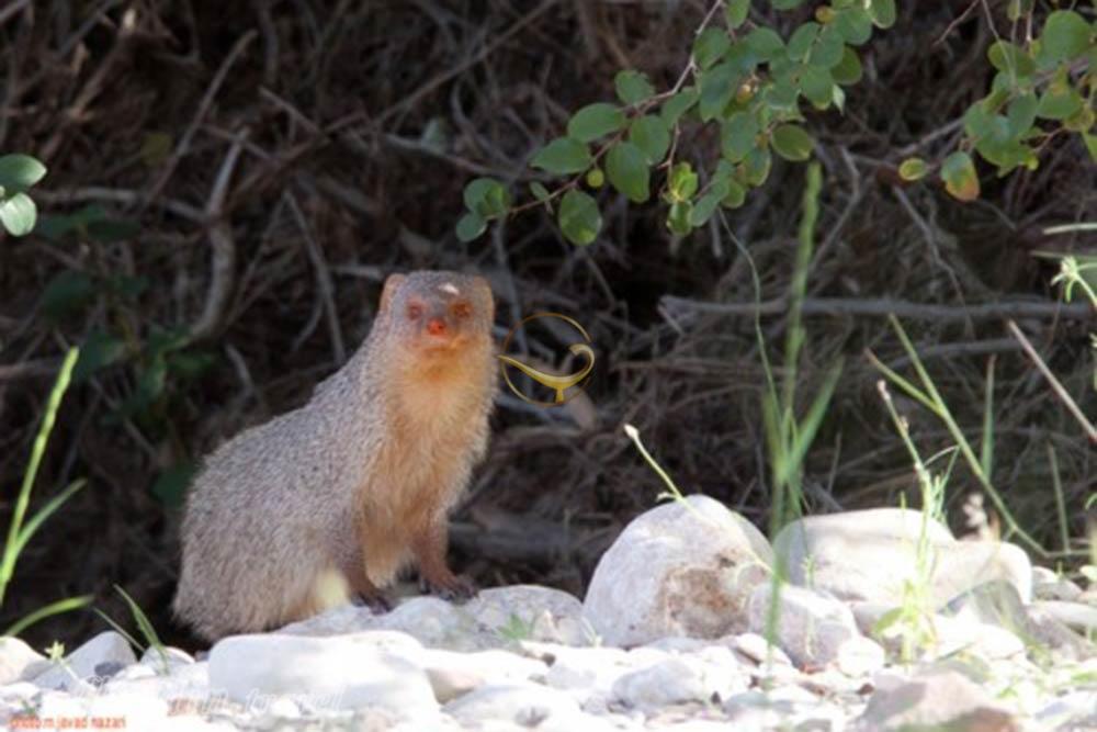 منطقه حفاظت شده ارژن شیراز | علاءالدین تراول