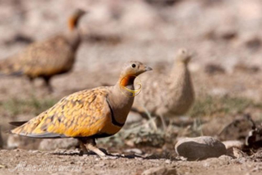 منطقه حفاظت شده ارژن شیراز | علاءالدین تراول