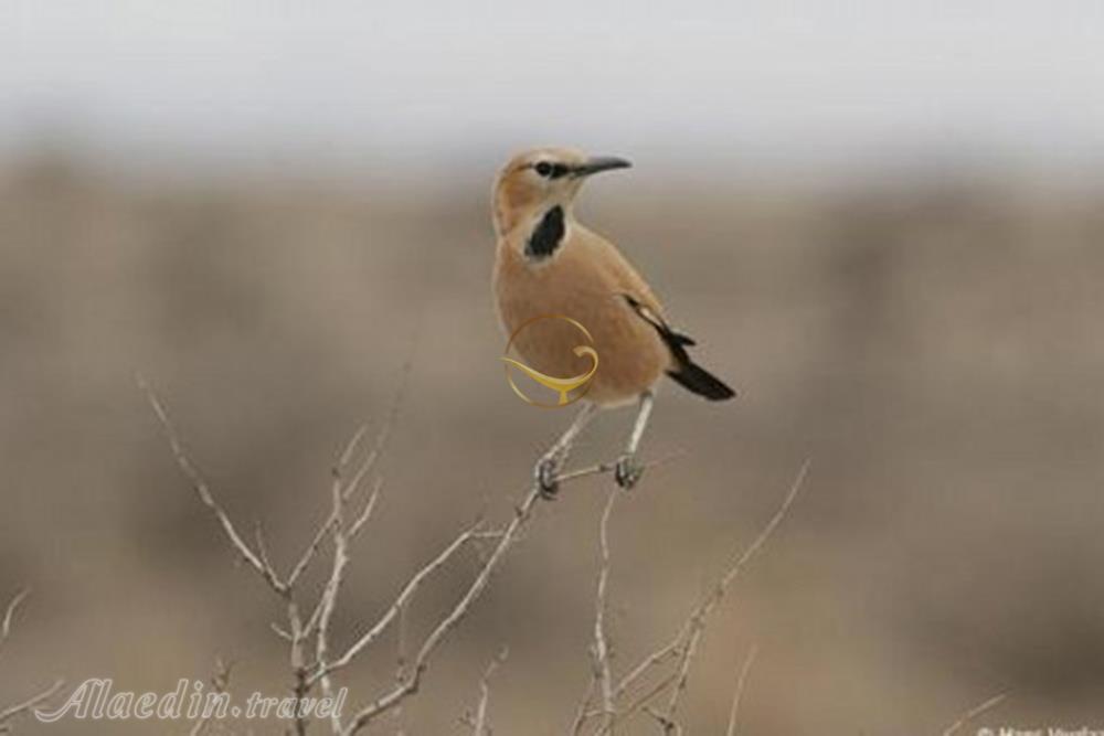 منطقه حفاظت شده ارژن شیراز | علاءالدین تراول