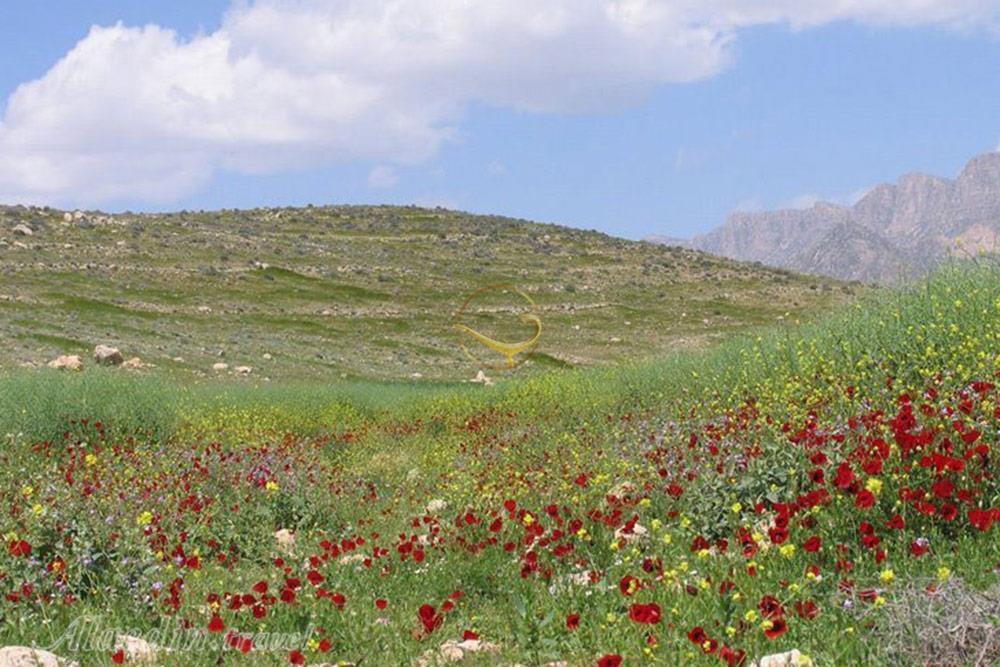 منطقه حفاظت شده ارژن شیراز | علاءالدین تراول