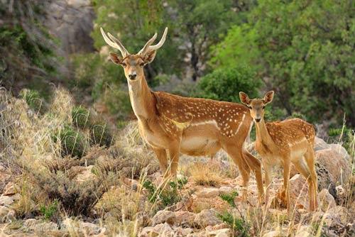 منطقه حفاظت شده ارژن شیراز