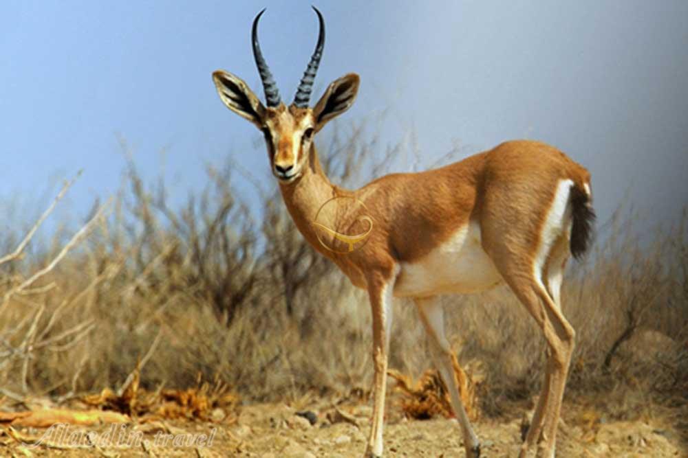 پارک ملی بمو شیراز | علاءالدین تراول