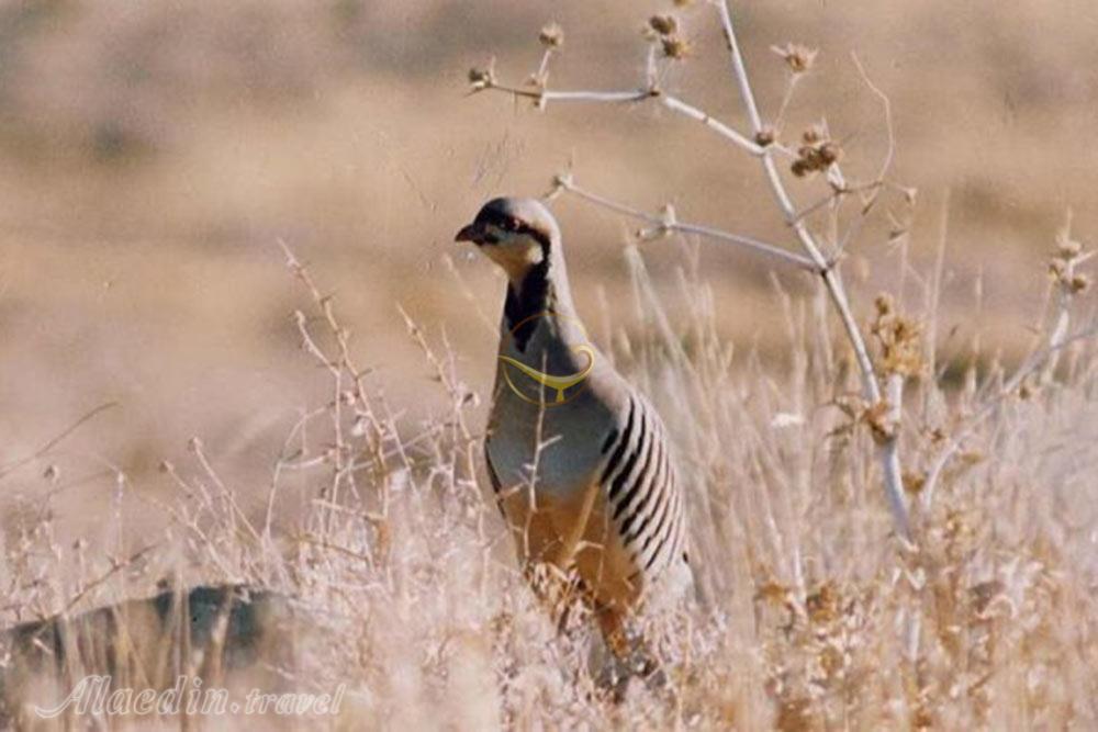 پارک ملی بمو شیراز | علاءالدین تراول