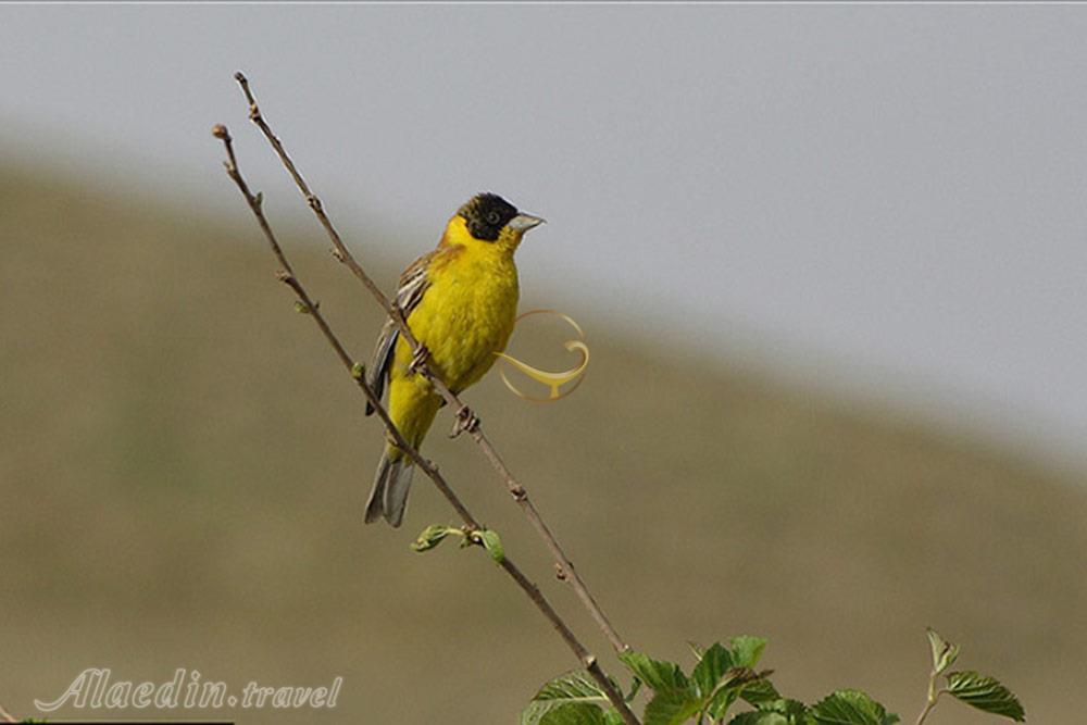 پارک ملی بمو شیراز | علاءالدین تراول