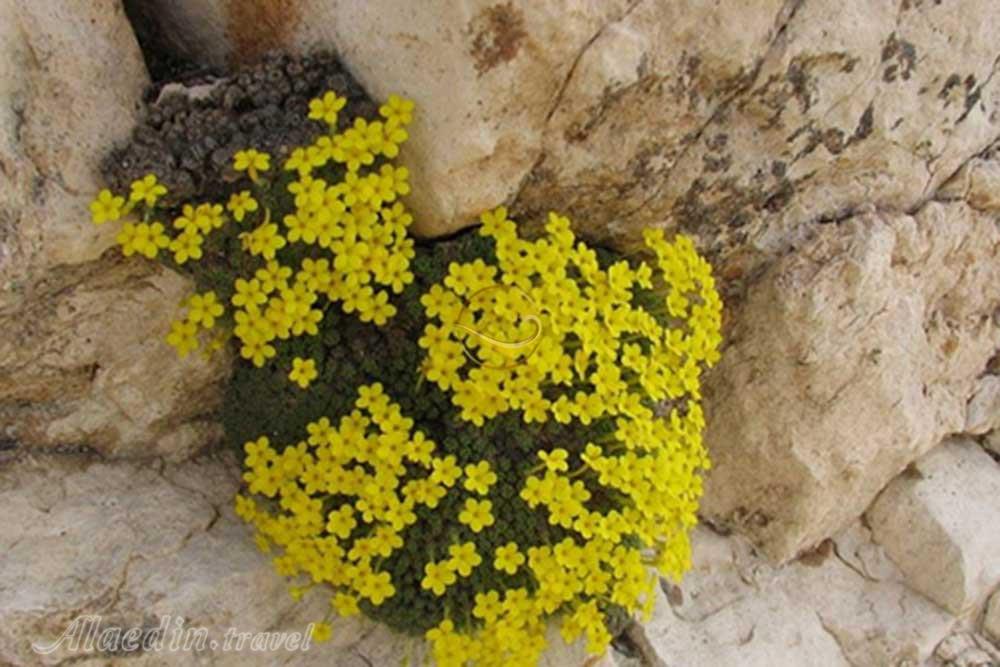 پارک ملی بمو شیراز | علاءالدین تراول