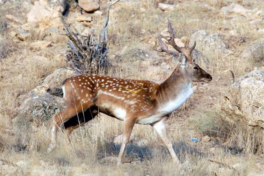 پارک ملی بمو شیراز | علاءالدین تراول