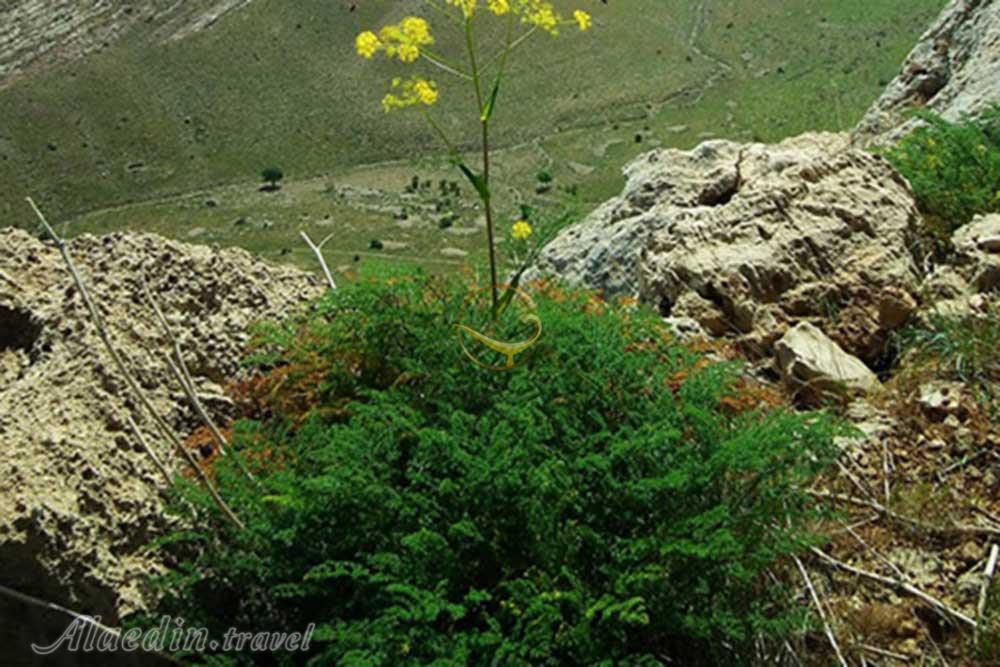 پارک ملی بمو شیراز | علاءالدین تراول