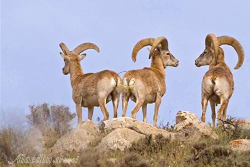 پارک ملی بمو شیراز | علاءالدین تراول