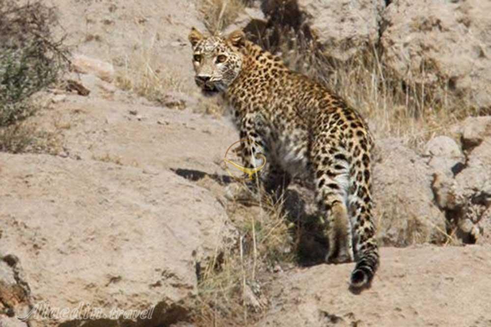 پارک ملی بمو شیراز | علاءالدین تراول