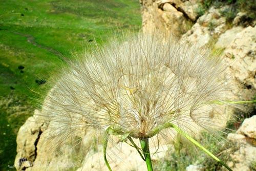 پارک ملی بمو شیراز