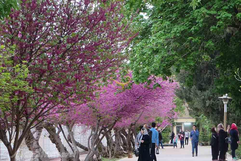 بهار در باغ ارم شیراز - باغ های ایرانی | علاءالدین تراول