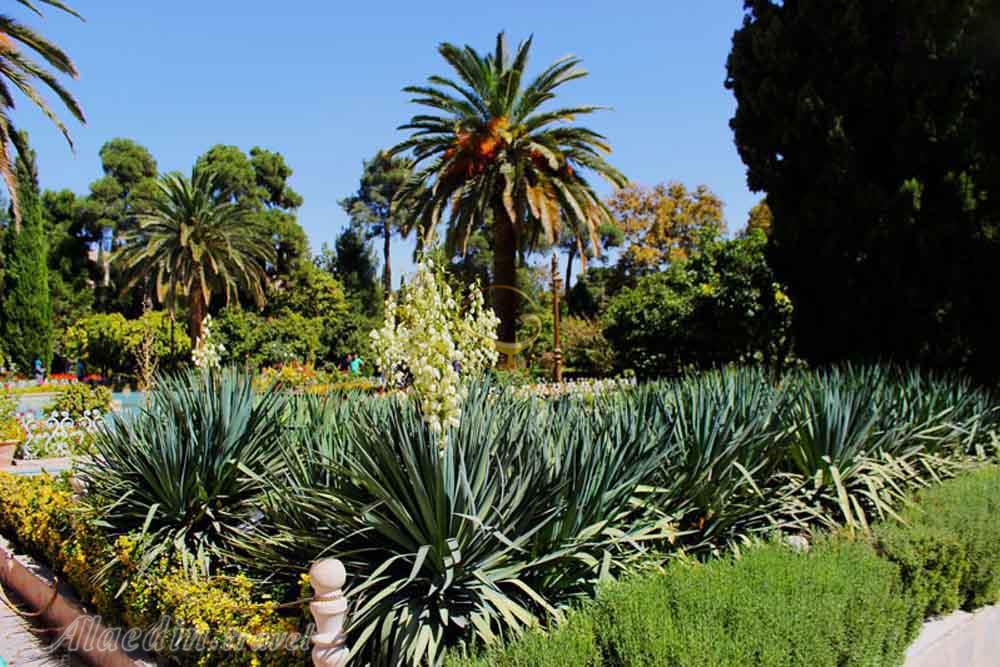 گیاهان و درختان باغ ارم شیراز - باغ های ایرانی | علاءالدین تراول