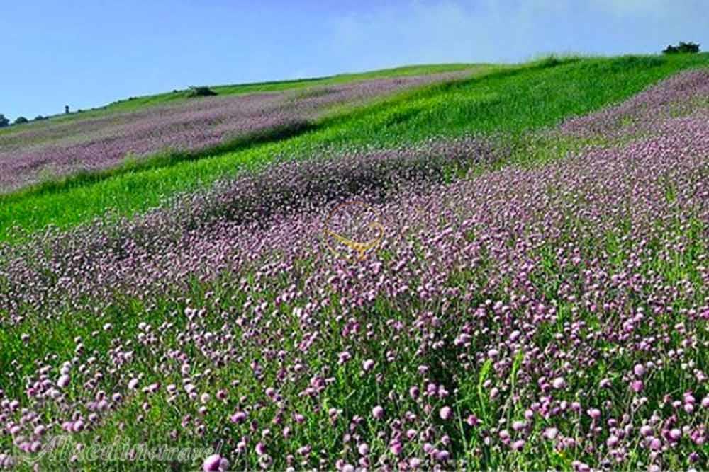 ییلاقات مرتفع دیلمان در سیاهکل | علاءالدین تراول