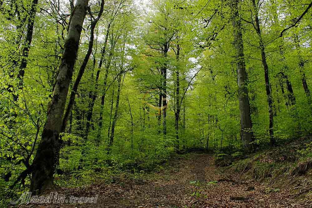 جنگل اسپیلی سیاهکل | علاءالدین تراول