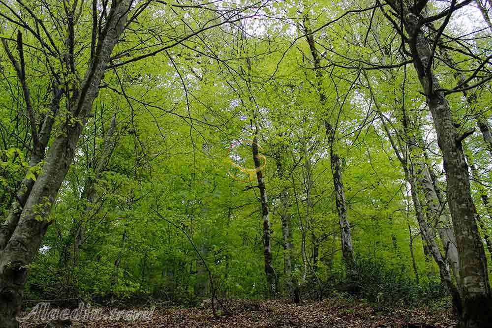 جنگل اسپیلی سیاهکل | علاءالدین تراول