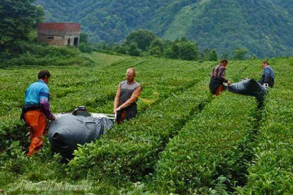 قهوه خانه و مزرعه چای داگومیس سوچی روسیه | علاءالدین تراول