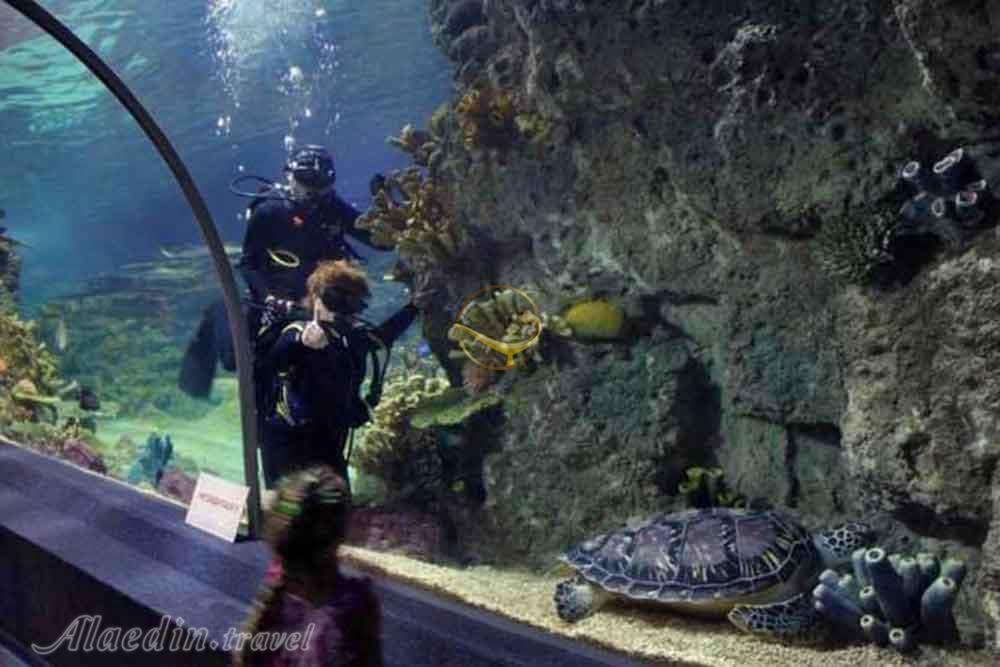 پارک اقیانوسی دیسکاوری ورلد سوچی روسیه | علاءالدین تراول