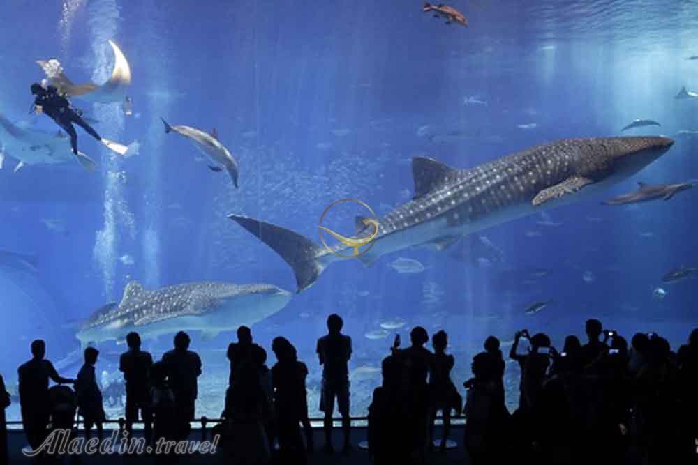 پارک اقیانوسی دیسکاوری ورلد سوچی روسیه