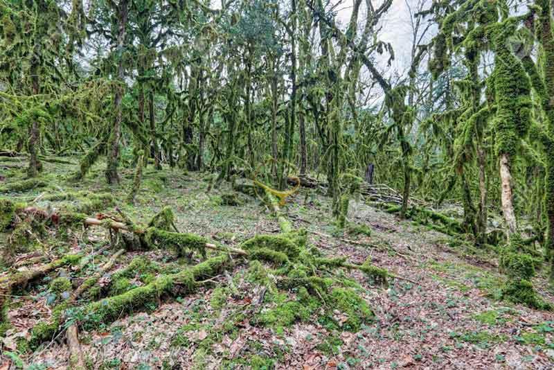 پارک ملی سوچی روسیه | علاءالدین تراول