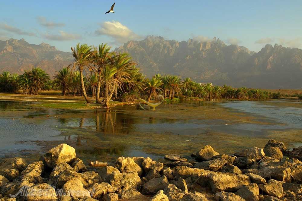 جزیره سقطرا در یمن | علاءالدین تراول