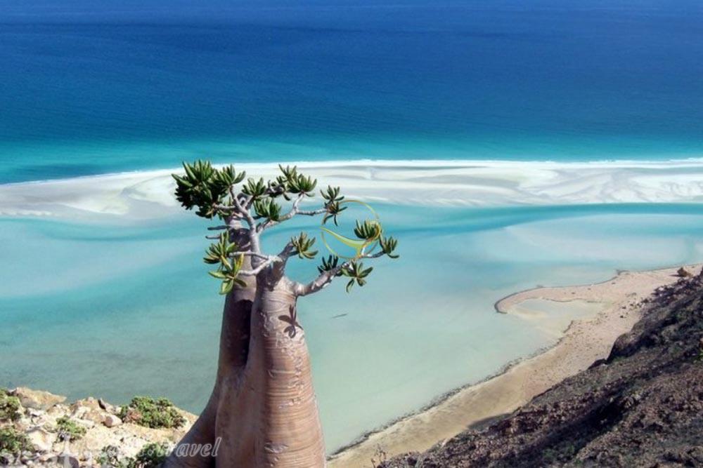 جزیره سقطرا در یمن | علاءالدین تراول