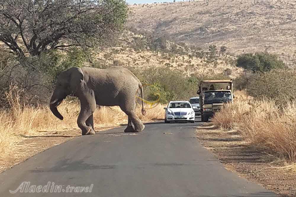 پارک ملی پیلانسبرگ سان سیتی | علاءالدین تراول