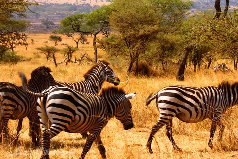 پارک ملی پیلانسبرگ سان سیتی | علاءالدین تراول