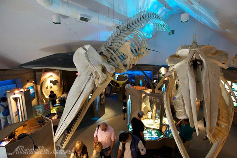 مرکز حیات وحش پستانداران دریایی در تادوساک کانادا